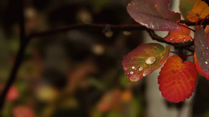 A gif of red leaves with droplets of water on it from rain. One of the leaves moves due to a droplet of rain falling on it.